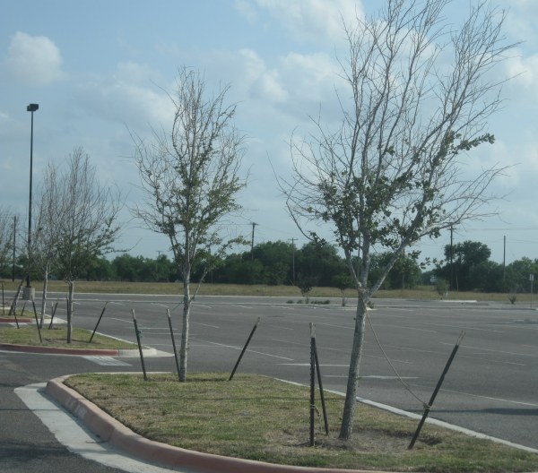 Parking Lot Trees Being Starved 